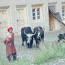 Khampa man wearing chuba and red hair tassle with two yaks.