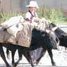 Tibetan woman with yaks.