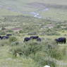 Yaks grazing in a valley.