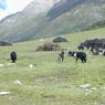 Nomad tents and yaks at pasture.