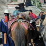 Horses and Tibetan nomads at the monastery store.