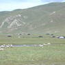 Goats grazing near nomad tents.