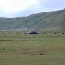 Yaks grazing near nomad tents.