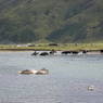 Men on horseback herding yaks across a river.