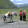 A nomad couple leading their horse.