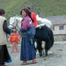 Tibetan women with a horse and a yak.