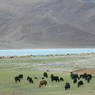 Yaks and sheep grazing near the shore of Yamdrok Lake.
