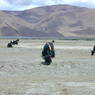 Yaks grazing near the shore of Yamdrok Lake.