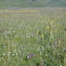 Wildflowers in bloom in a meadow.