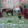 Monks and horses near the prayer flag frame.