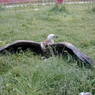 An ill vulture being kept while it recuperated.