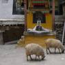 Sheep in Minya Courtyard