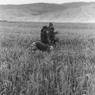 Women weeding barley fields.