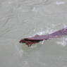 Animal skins softening in the river in the village of bdud ma, in Kong po