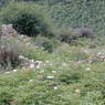 The remains of buildings destroyed by fire in the village of bdud ma, in Kong po