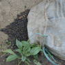 Pellets of unknown purposes near a house in the village of bdud ma, in Kong po