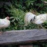 Chickens in the village of bdud ma, in Kong po