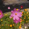 Flower bed outside storage building, Sera Utse