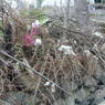 A fence in the village of sMu pa, in Kong po