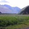 Fields just outside the east gate of the village of sMu pa, in Kong po