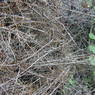 A thorny fence in the village of sMu pa, in Kong po