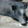 Pigs in the village of sMu pa, in Kong po