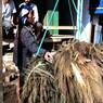 Weighing broom grass, exported to Terai