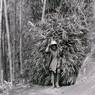 Carrying bamboo leaves to feed cattle which cannot graze