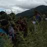 Chha/Bro performers reached in the middle of chrysanthemum plants