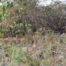 Bushes near subba girl's house which is no more now