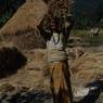 An old lady carrying a bunch of dried paddy plant