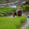 Woman up rooting Paddy plant for plantation in the field