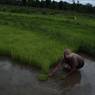 Woman near her paddy field up rooting the young paddy plant