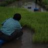 Woman sitting on a plastic tool and up rooting Paddy plant for plantation in the field