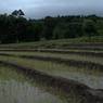 Paddy field after paddy planataion