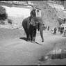 13th Dalai Lama's elephant in front of the Potala Palace. Copyright Pitt Rivers Museum, University of Oxford 2001.35.127.1
